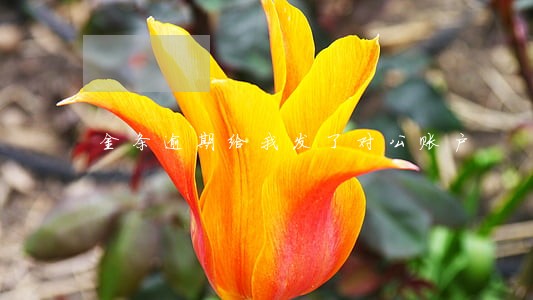 金条逾期给我发了对公账户 金条逾期给我发了对公账户