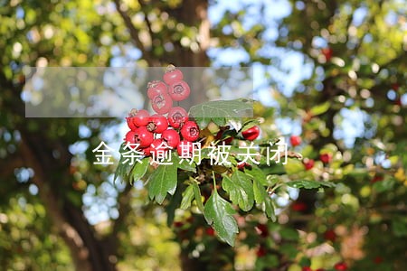金条逾期被关闭 金条逾期被关闭
