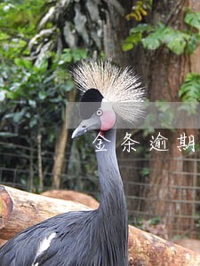 金条逾期被锁了还能打开吗 金条逾期被锁了还能打开吗