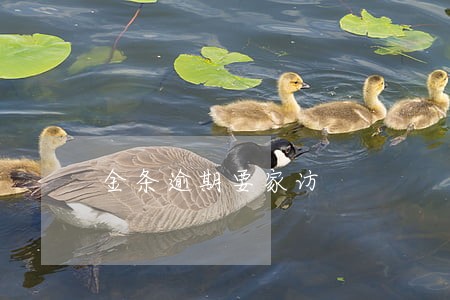 金条逾期要家访 金条逾期要家访