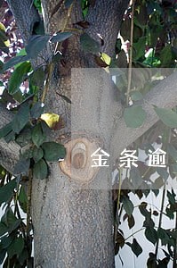 金条逾期诉前通知 金条逾期诉前通知