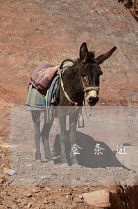 金条逾期说今天必须还 金条逾期说今天必须还