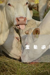 金条逾期账单图片 金条逾期账单图片