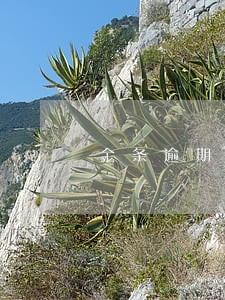 金条逾期费用能减免吗