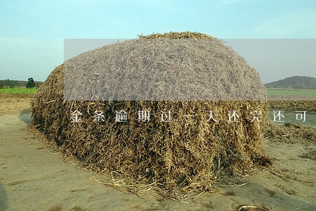 金条逾期过一天还完还可以借吗 金条逾期过一天还完还可以借吗