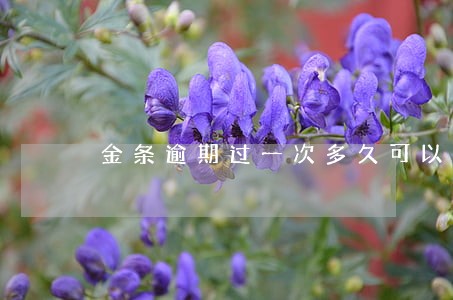 金条逾期过一次多久可以再借