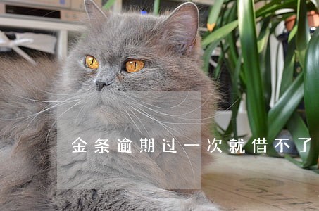 金条逾期过一次就借不了了吗 金条逾期过一次就借不了了吗