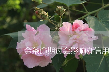 金条逾期过会影响办信用卡吗 金条逾期过会影响办信用卡吗