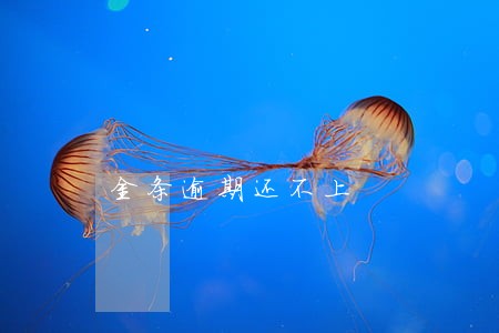 金条逾期还不上