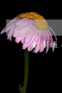 金条逾期还了上征信吗 金条逾期还了上征信吗
