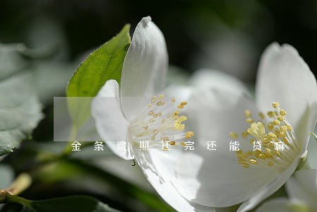 金条逾期还完还能贷嘛 金条逾期还完还能贷嘛