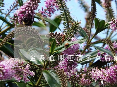 金条逾期还清多久后能借出来 金条逾期还清多久后能借出来