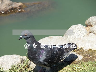 金条逾期进账就扣款吗 金条逾期进账就扣款吗