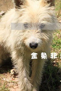金条非恶意逾期还款后还能借吗 金条非恶意逾期还款后还能借吗