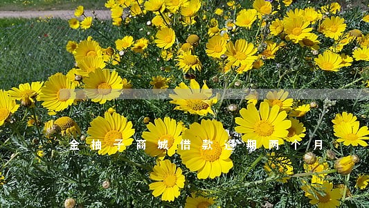 金柚子商城借款逾期两个月 金柚子商城借款逾期两个月