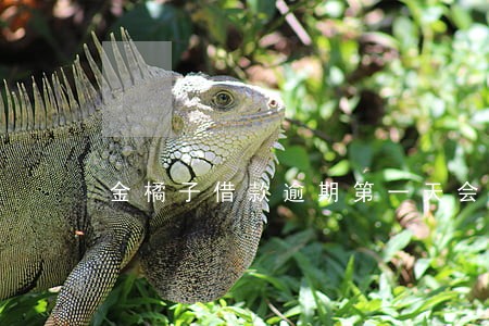 金橘子借款逾期第一天会怎么样 金橘子借款逾期第一天会怎么样