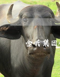 金氏集团律师提出的协议