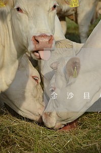 金沙县私人律师律师咨询电话 金沙县私人律师律师咨询电话