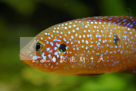 金瀛借款逾期十天 金瀛借款逾期十天