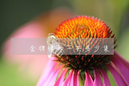 金牌律师一共多少集 金牌律师一共多少集