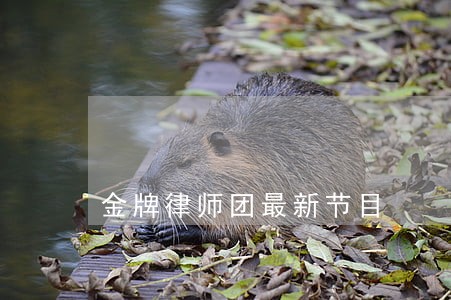 金牌律师团最新节目 金牌律师团最新节目