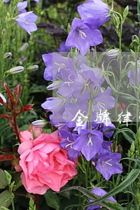 金牌律师法制节目 金牌律师法制节目