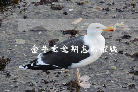 金牛宝逾期怎么催收 金牛宝逾期怎么催收