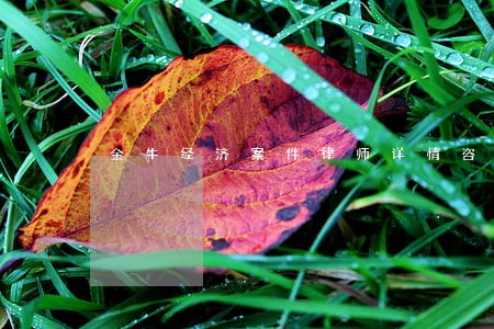 金牛经济案件律师详情咨询 金牛经济案件律师详情咨询