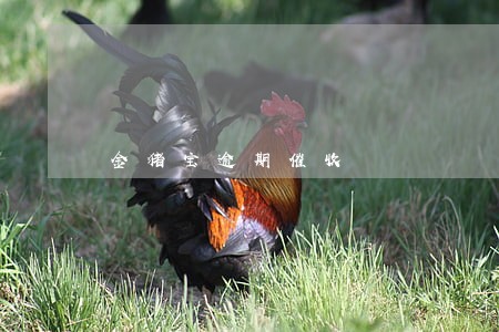 金猪宝逾期催收 金猪宝逾期催收