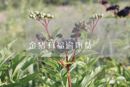 金猪有福逾期费 金猪有福逾期费