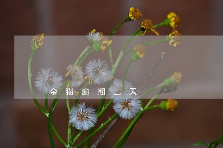 金猫逾期三天 金猫逾期三天