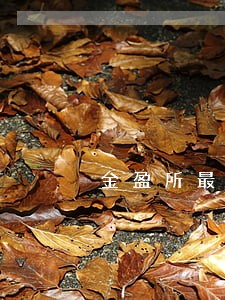 金盈所最新逾期公告 金盈所最新逾期公告
