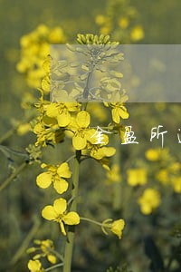 金盈所逾期借款什么时候能还 金盈所逾期借款什么时候能还