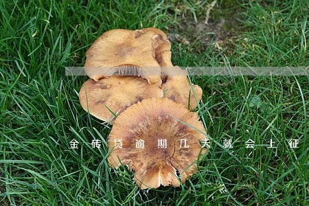 金砖贷逾期几天就会上征信 金砖贷逾期几天就会上征信