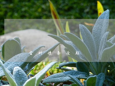 金科债务逾期