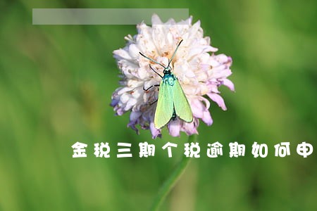 金税三期个税逾期如何申报