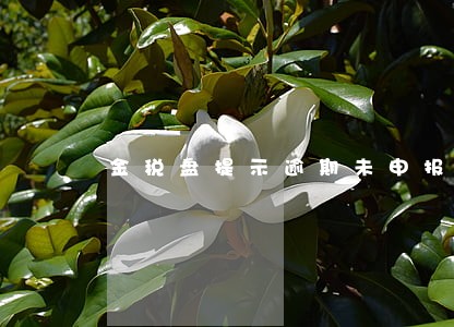金税盘提示逾期未申报 金税盘提示逾期未申报