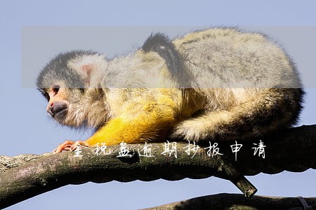 金税盘逾期抄报申请 金税盘逾期抄报申请
