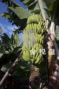 金税盘逾期抄报税带什么资料 金税盘逾期抄报税带什么资料