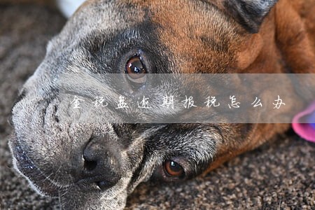 金税盘逾期报税怎么办 金税盘逾期报税怎么办
