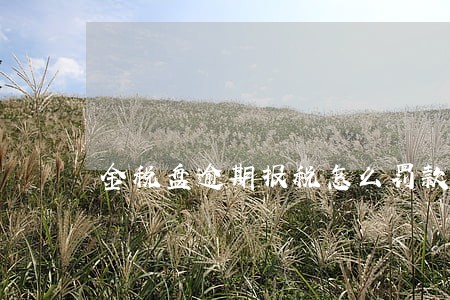 金税盘逾期报税怎么罚款 金税盘逾期报税怎么罚款