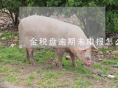 金税盘逾期未申报怎么办 金税盘逾期未申报怎么办