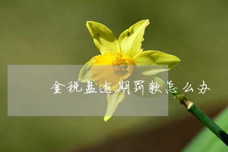 金税盘逾期罚款怎么办 金税盘逾期罚款怎么办