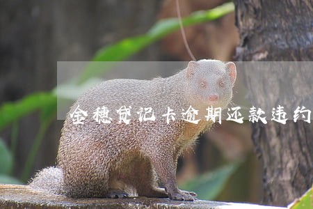 金穗贷记卡逾期还款违约金 金穗贷记卡逾期还款违约金