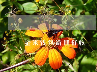 金米钱包逾期催收 金米钱包逾期催收