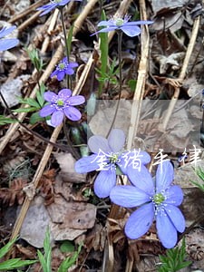 金绪平律师 金绪平律师
