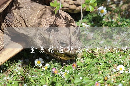 金美信逾期三天上征信吗 金美信逾期三天上征信吗