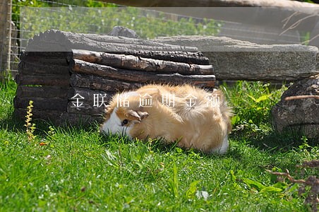 金联储逾期金额 金联储逾期金额