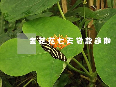 金花花七天贷款逾期 金花花七天贷款逾期