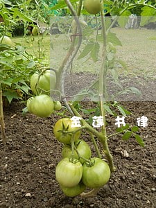金莲书律师 金莲书律师